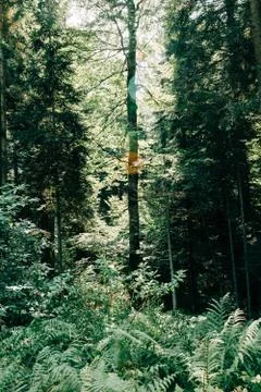 View of the deep forest in the mountains Stock Photos