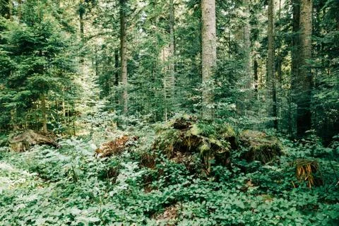 View of the deep forest in the mountains Stock Photos