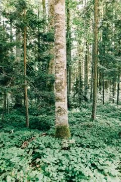 View of the deep forest in the mountains Stock Photos