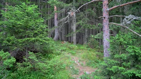 View of the deep green forest Stock Footage 281737547