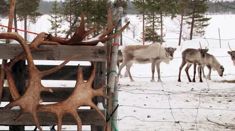View to deer antlers with reindeers at the background in Nellim, Finland. 動画素材 61087252