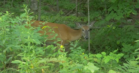 View of a deer eating ant scratching itself at Killbear Provincial Park Stock Footage 58815113