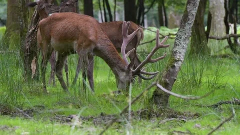 View of a deer eating grass in the forest Stock Footage 308242358