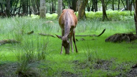 View of a deer eating grass in the forest Stock Footage 308244977