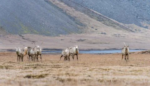 A view of deer running through winter pastures. Winter in Iceland Stock Photos