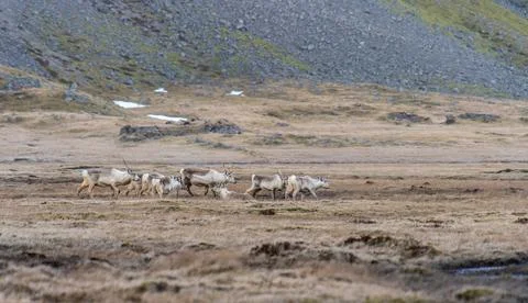 A view of deer running through winter pastures. Winter in Iceland Stock Photos