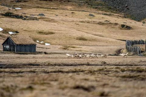 A view of deer running through winter pastures. Winter in Iceland Stock Photos
