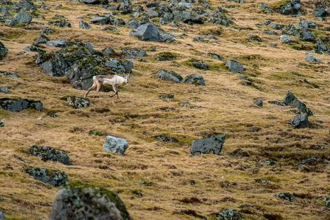 A view of deer running through winter pastures. Winter in Iceland Stock Photos