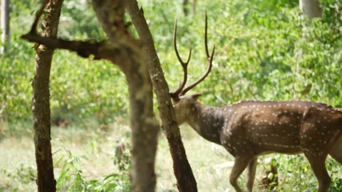 View of deer walking behind trees, Stag walking in the forest Stock Footage 156952926