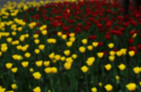 View of a defocused flower bed. Stock Photos