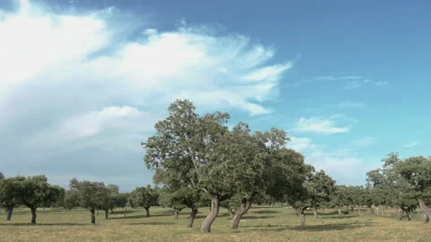 View of the dehesa landscape  with green grass and holm oaks Stock Footage 167860295