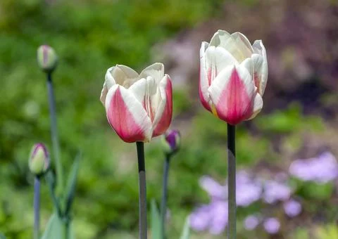 View of delicate red and white tulips on blurry green background of various g Stock Photos