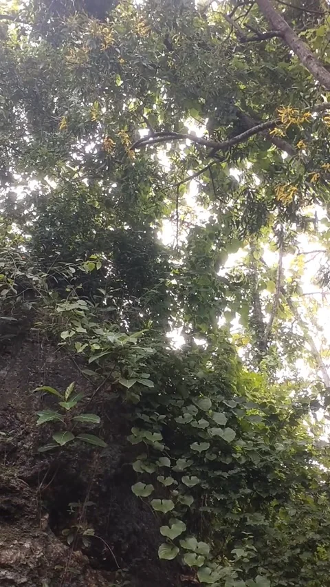 View of dense and green forest Stock Footage 327654299