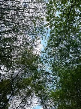 View of dense bamboo trees foliage against a blue sky with soft sunlight Stock-Fotos