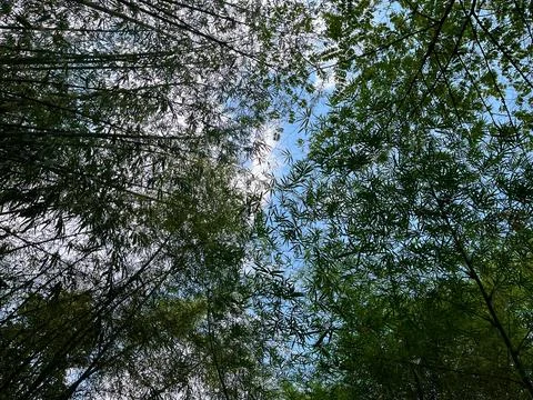 View of dense bamboo trees foliage against a blue sky with soft sunlight Stock-Fotos