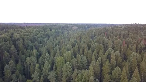 View of dense coniferous forest in summer Stock Footage 105812317