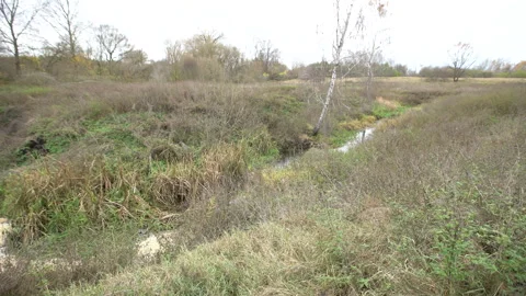View of a dense field near a winding stream with tall grass and sparse trees on Stock Footage 336017099