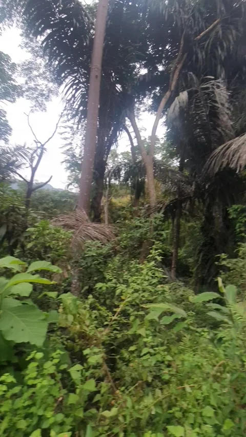 View of dense forest and foliage Stock Footage 312984676