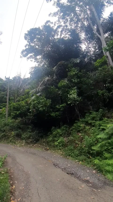 View of dense forest and foliage Stock Footage 312984733