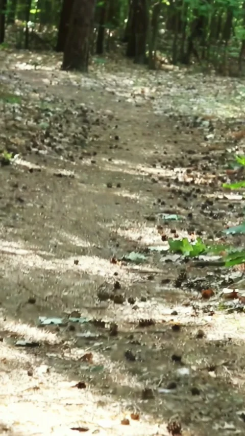 A view of a dense forest and a forest track. Tall straight tree trunks Stock Footage 313767930