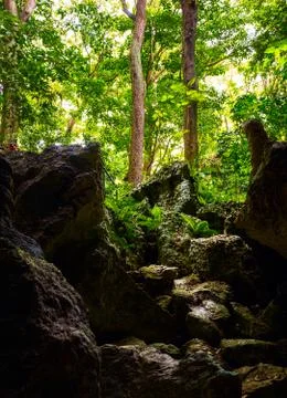 View of the dense forest from the cave. Foto stock
