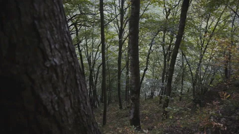 View of the dense forest Video stock 94728277