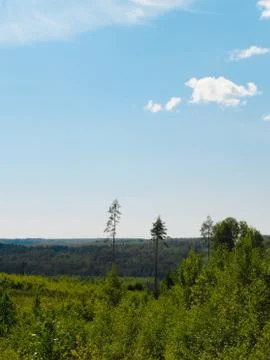 View of the dense forest Stock Photos