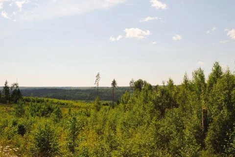View of the dense forest Stock Photos