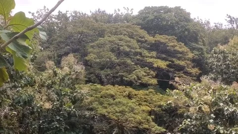 View of the Dense Forest Slope Stock-Footage 332924119