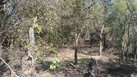 A view of dense forest in a Sultanpur bird sanctuary during winters 스톡 동영상 332266616