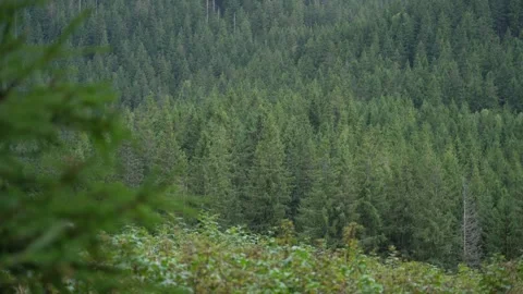 View of a dense forest with tall trees in a natural landscape Stock Footage 327124191