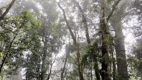 A view of a dense forest with thick fog. Healthy air. Fresh air. 库存影片 338391725
