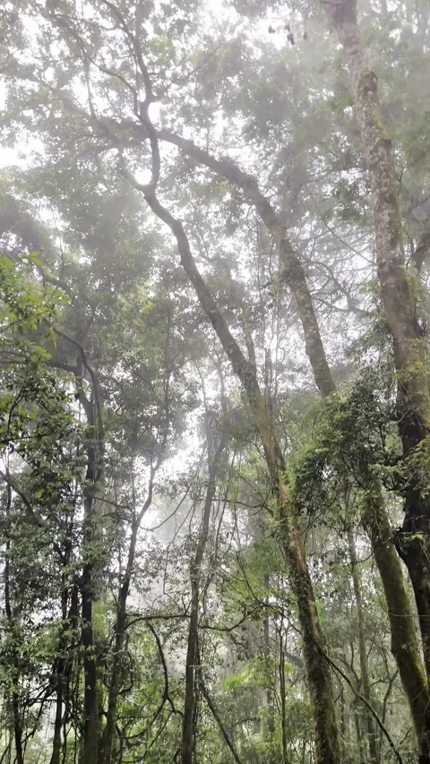 A view of a dense forest with thick fog. Healthy air. Fresh air. Stock Footage 338392002