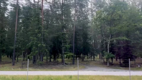 View of dense forest while driving nature Stock Footage 314283187