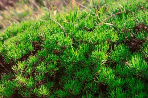 View of dense green moss Stock Photos