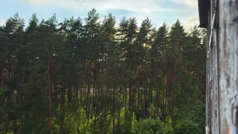 View of a dense green pine forest from an old wooden house window 库存影片 339096751