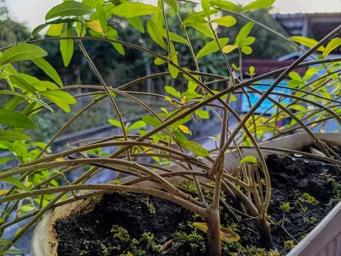 View of dense green plant. Stock Photos