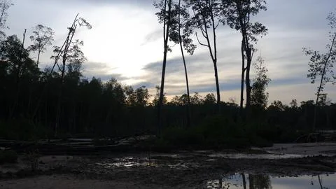 View Of The Dense Mangrove Forest, With Muddy And Watery Ground Surfaces Stock Photos