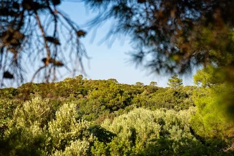 View of dense Mediterranean forest and pine trees Stock Photos