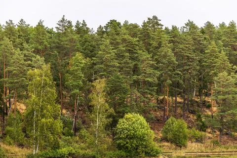 View of dense pine and birch forest covering hillside beneath overcast sky. Stock Photos