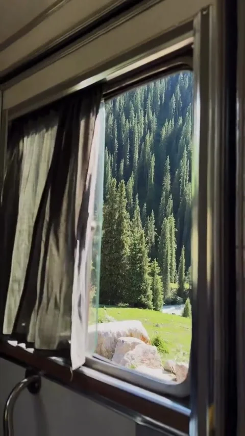 View of Dense Pine Forest from Train Window Stock Footage 340869743