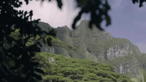 View of dense tree cover and Hawaiian mountain Stock Footage 312763772