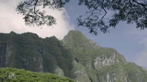 View of dense tree cover and Hawaiian mountain Stock Footage 312763788