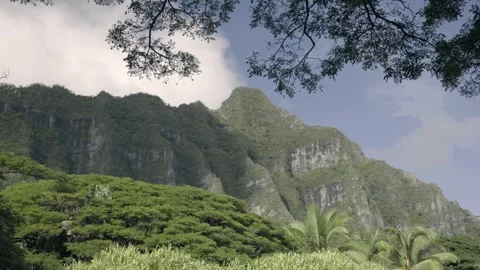 View of dense tree cover and Hawaiian mountain Stock Footage 312763813