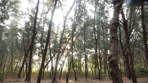 View of dense trees at certain distance from one another Stock Footage 151963143