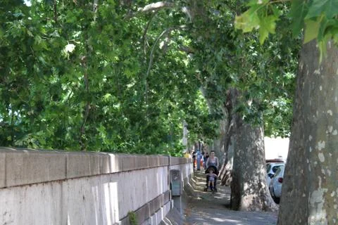 View of dense trees on the road Foto stock