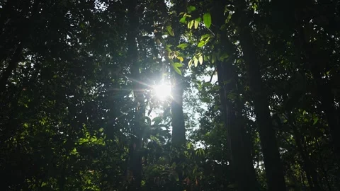 View of dense trees with sunlight filtering through forest creating dramati.. Stock Footage 336733385