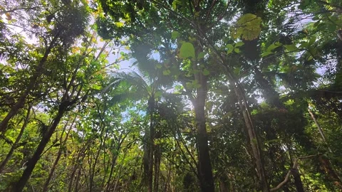 View of Dense Tropical Forest Canopy 스톡 동영상 303508017