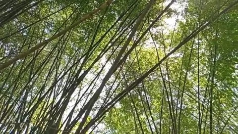 The view of the densely towering bamboo forest. Stock Footage 324890908