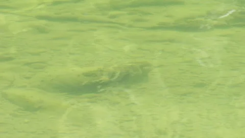 View of the depth of the riverbed and the reflection of the sunlight on a river Stock-Footage 279509570